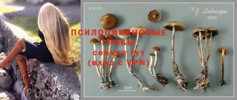 где купить наркоту  Ельня  Галлюциногенные грибы Magic Shrooms 